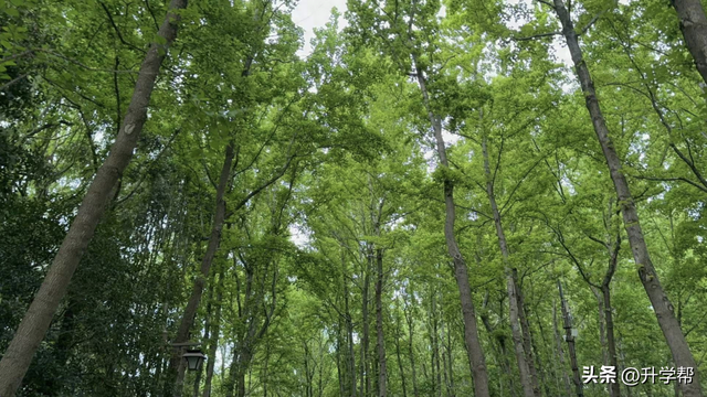 李镇西：为什么我们的教育要逼孩子“早熟”？