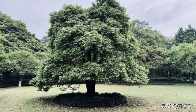 李镇西：为什么我们的教育要逼孩子“早熟”？