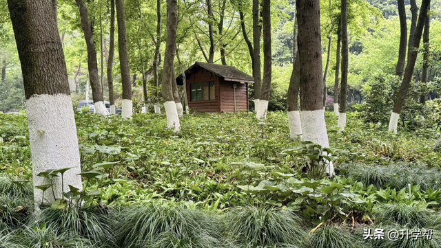 李镇西：为什么我们的教育要逼孩子“早熟”？