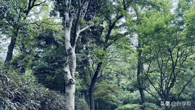 李镇西：为什么我们的教育要逼孩子“早熟”？